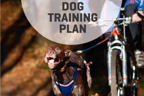 Workshop Dog Training Plan